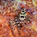 shrimp_coleman_bhr_tam_v_0519_bal6475.jpg